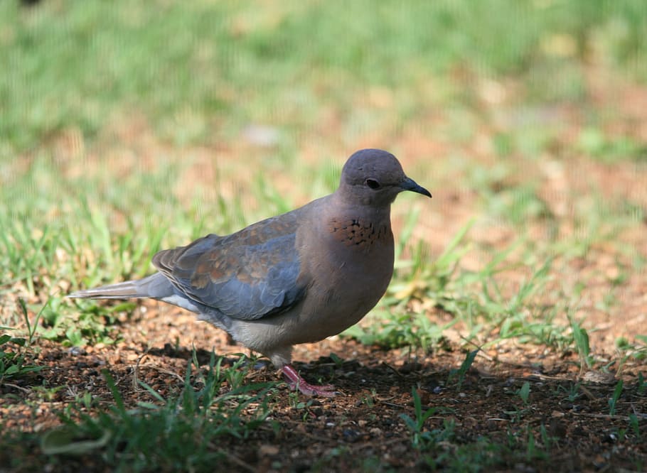 dove, bird, feathers, grey, mauve, markings, rust, nature, animal HD wallpaper