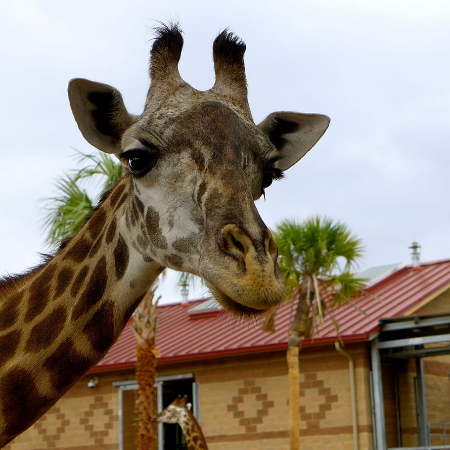 giraffe, zoo, animals, animal themes, mammal, one animal, sky HD wallpaper