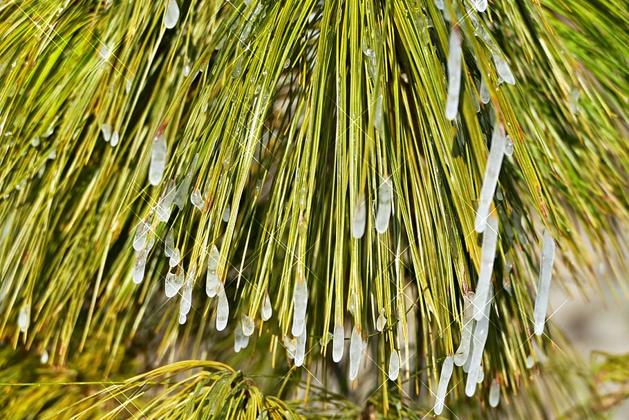 tree, conifer, pine, needles, icing, winter, plant, growth HD wallpaper