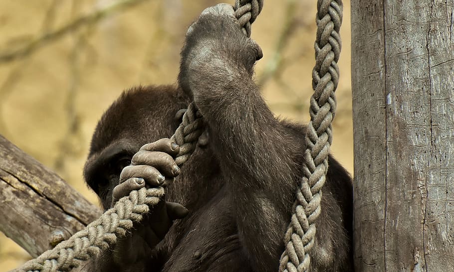 gorilla, hide, funny, monkey, animal, furry, omnivore, wildlife photography HD wallpaper