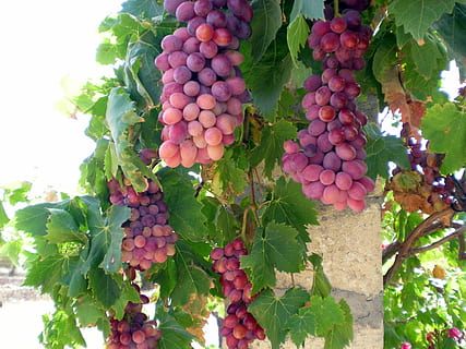 photography of black berries, grapes, vine, wine, fruits, vines HD wallpaper