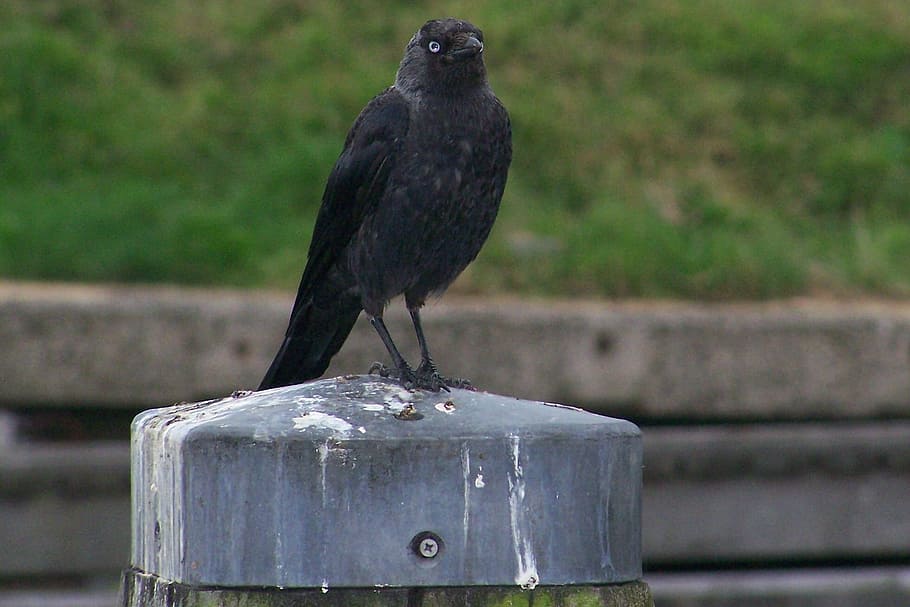 Raven, Black, Carrion Crow, bird, day, outdoors, no people HD wallpaper