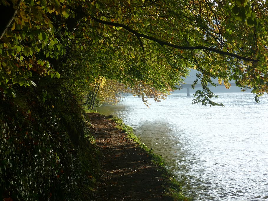 autumn, tree, water, river, rhine, leaves, away, hiking, plant HD wallpaper