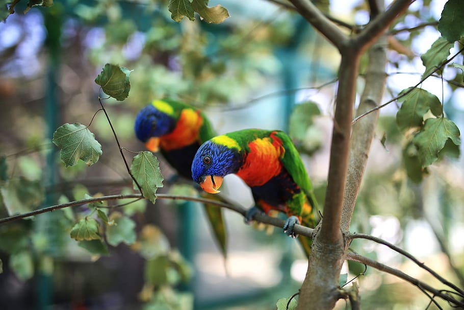 parrots, animals, bird, exotic, nature, cute, tropical, bright HD wallpaper