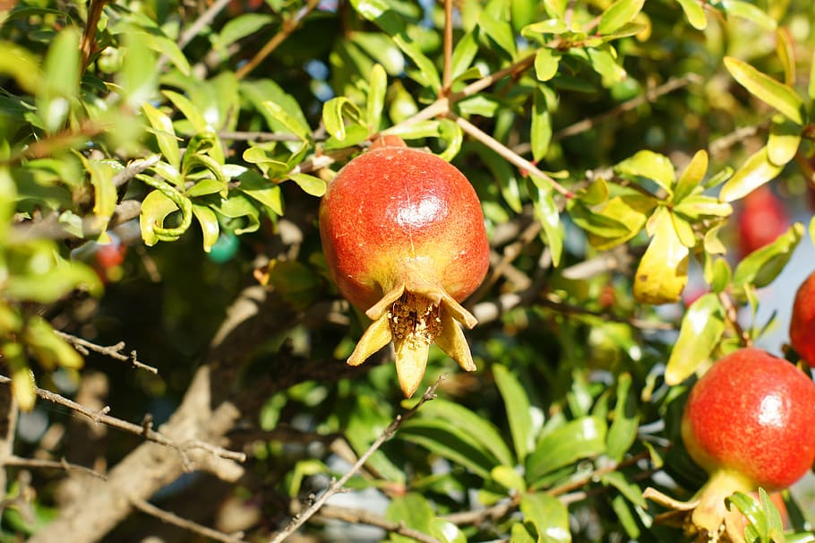granado, dwarf, field, fruit, nature, leaf, tree, ripe, food HD wallpaper