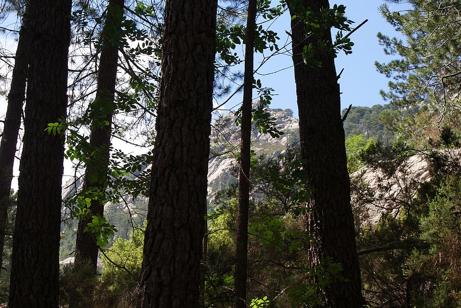 pine, rocks, tree, forest, park, mountain, wood, france, corsica HD wallpaper