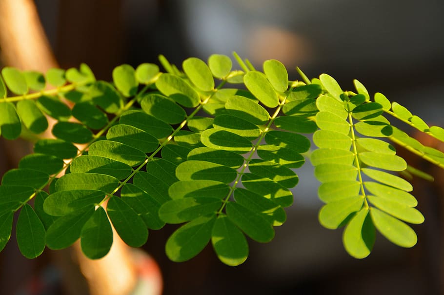 leaves, shadows, green, light, natural, garden, botany, vegetation HD wallpaper