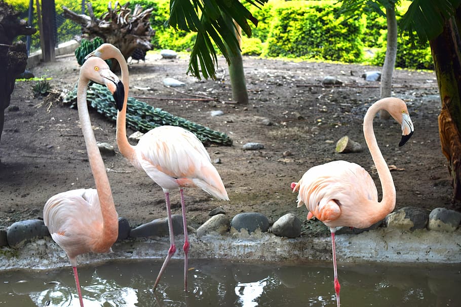 flamingo, nature, turkey, ave, color, feathers, beautiful, fauna HD wallpaper