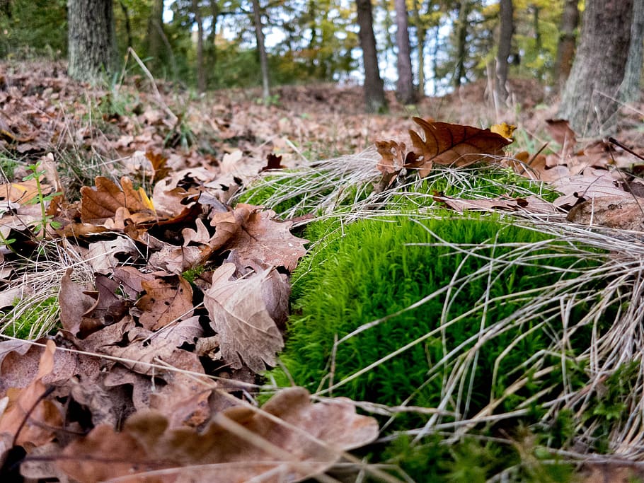 forest, moss, leaves, nature, tree, waldviertel, plant, land HD wallpaper