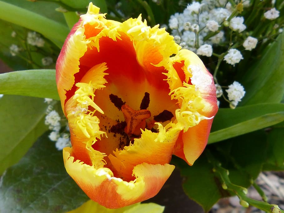 macro, close, blossom, bloom, nature, flower, plant, petals HD wallpaper
