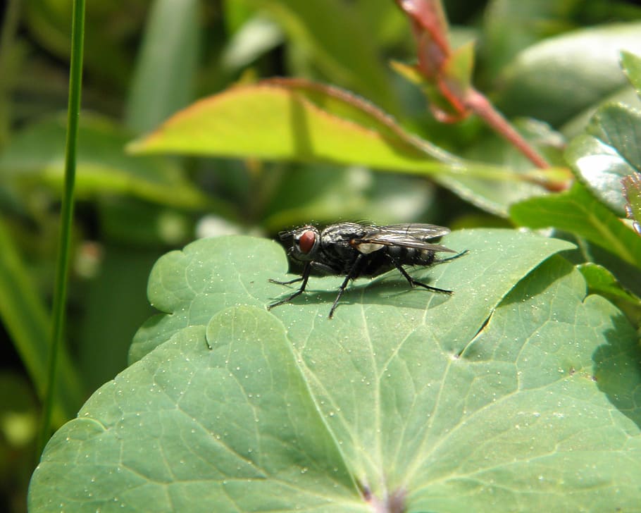 fly, insect, whopper, leaf, green, invertebrate, plant part HD wallpaper
