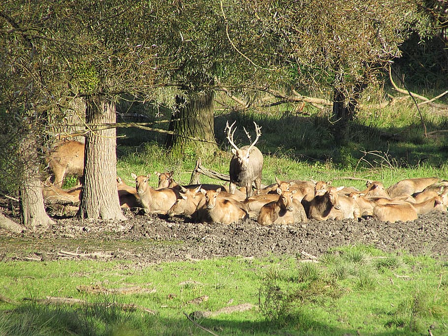 Flock, Wild, Red Deer, animals in the wild, animal wildlife HD wallpaper