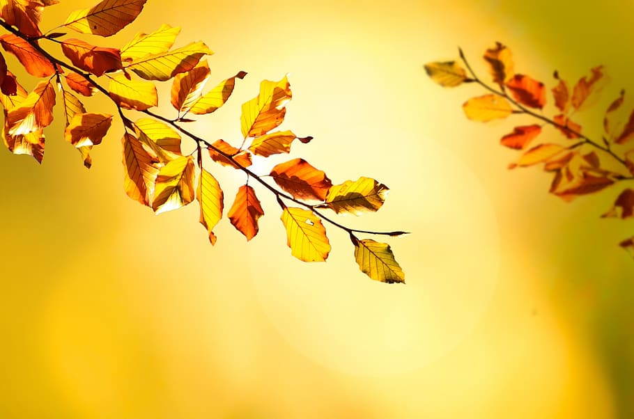 autumn, tree, trees, leaves, leaf, branches, yellow, seasons HD wallpaper