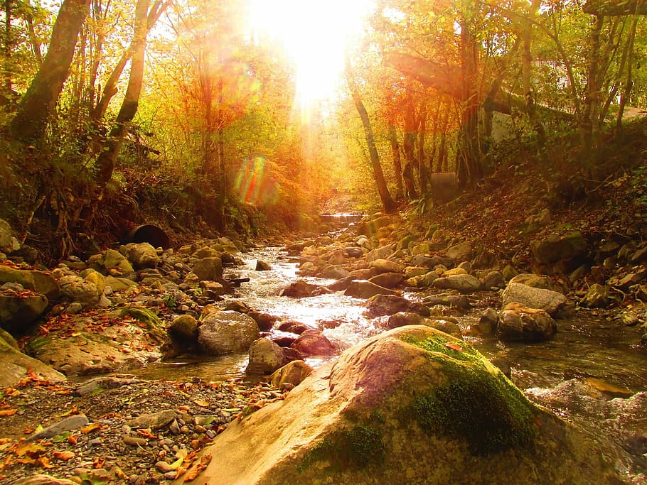 Bach, Light, Sun, Mood, River, Trees, forest, nature, sunbeam HD wallpaper