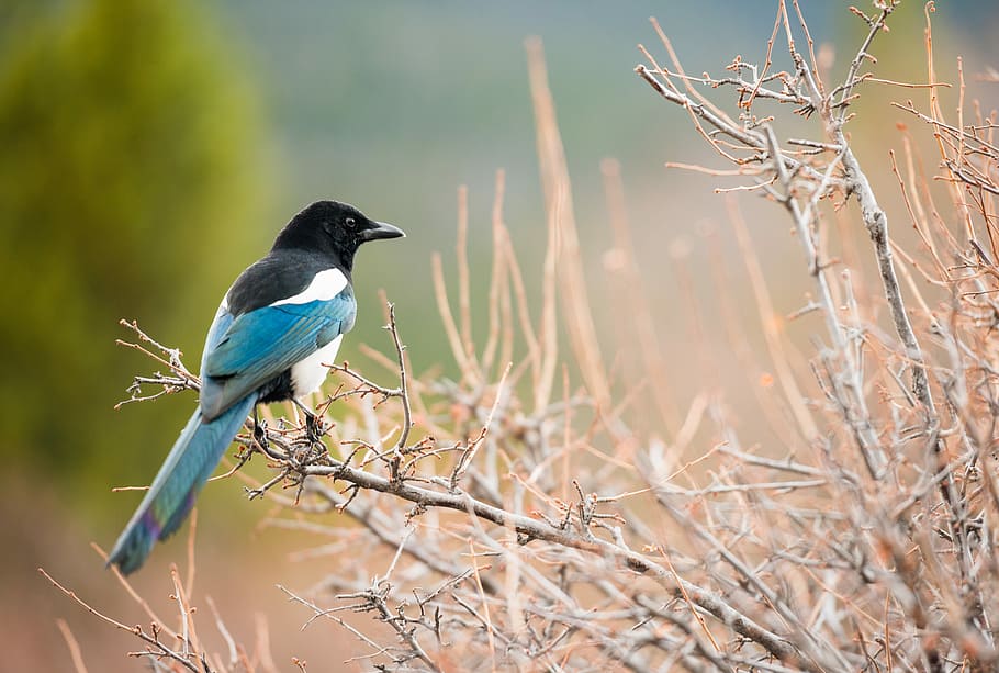 short-beaked black and blue bird perched on brown branch selective focus photography, focus photography of Eurasian magpie bird perching on branch of tree