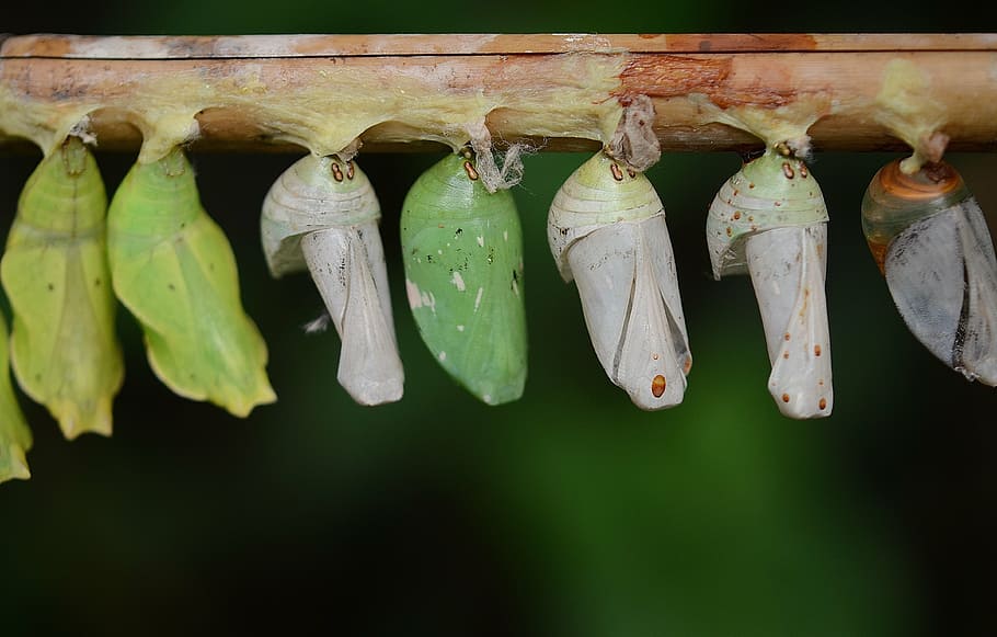 cocoons, green, larva, larvae, insect larvae, macro, nature HD wallpaper