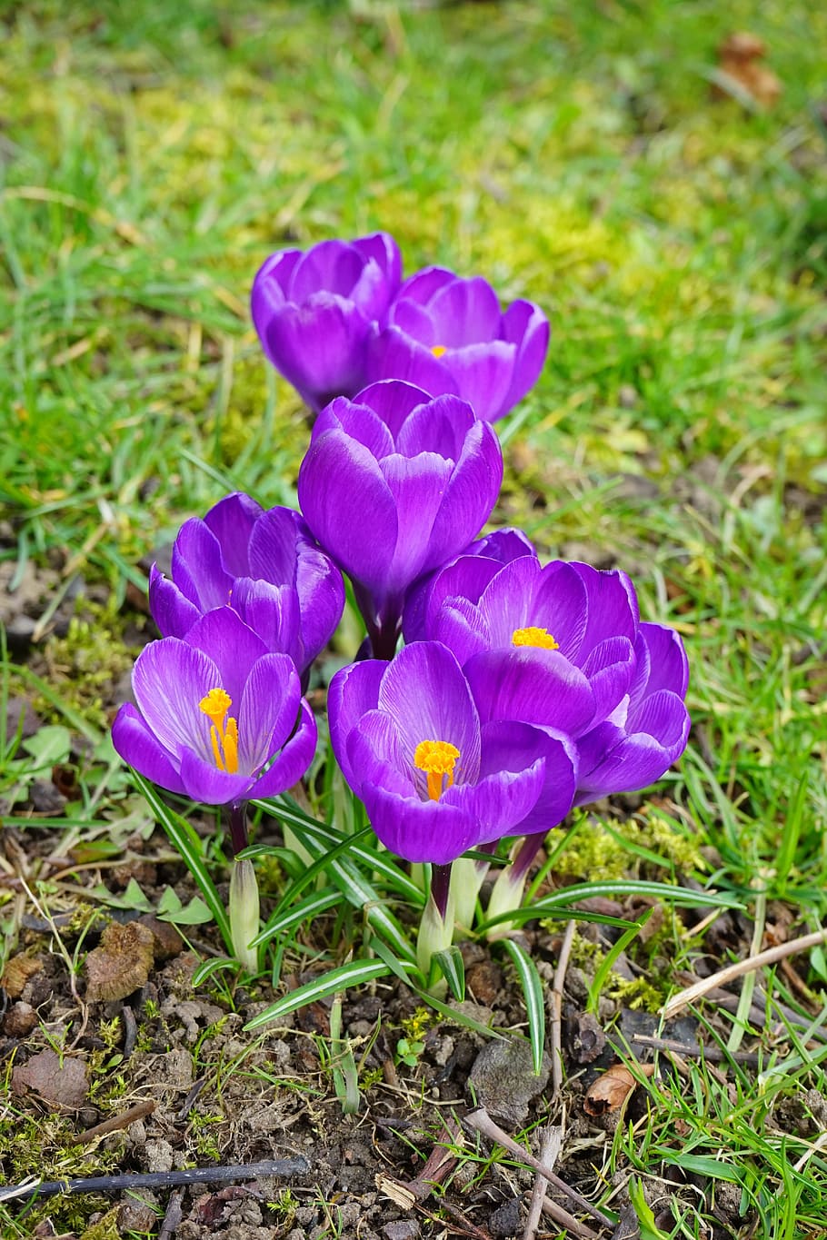 crocus, flowers, purple, close, spring, bühen, colorful, violet HD wallpaper