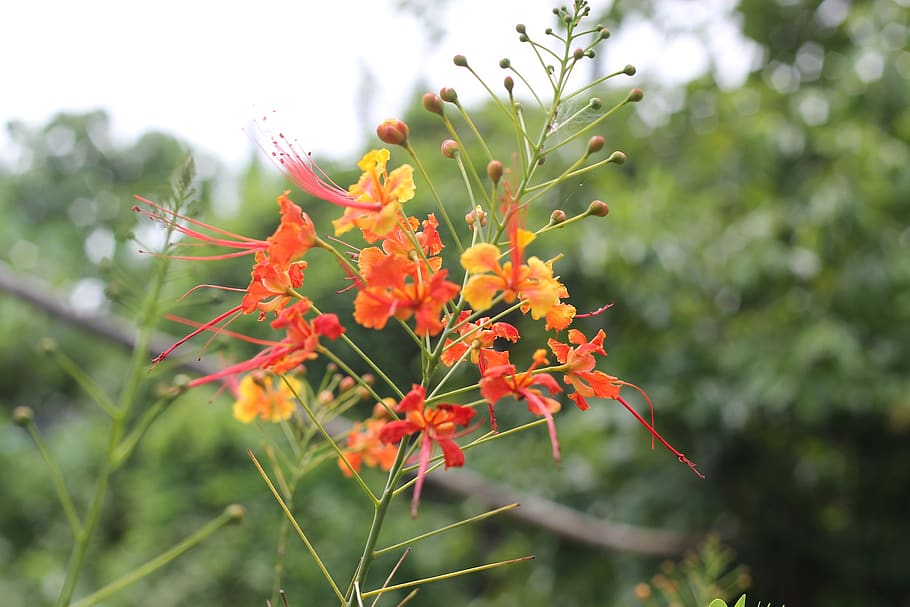 tree, fire tree, bloom, summer, nature, natural, landscape HD wallpaper