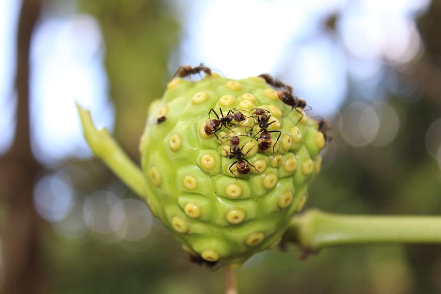 ant, fruit, food, close-up, plant, green color, beauty in nature HD wallpaper