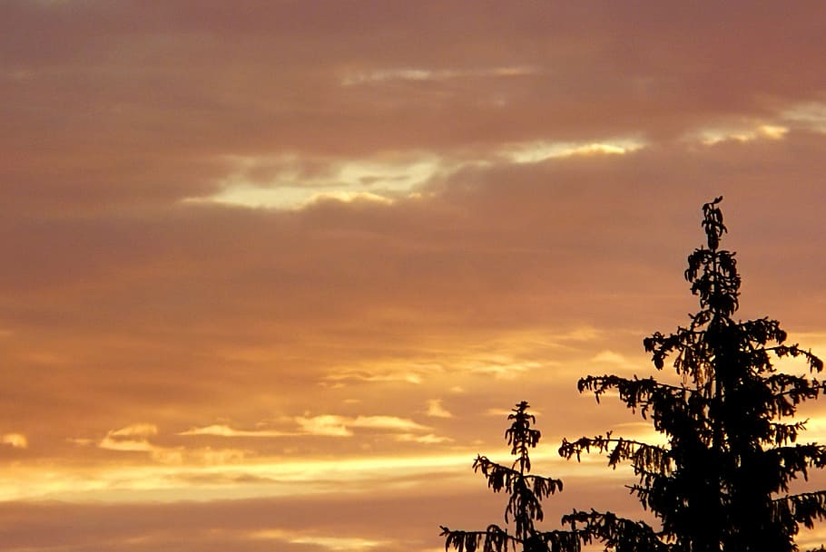 dawn, sunrise, clouds, sky, contrast, tree, spruce, view, summer HD wallpaper