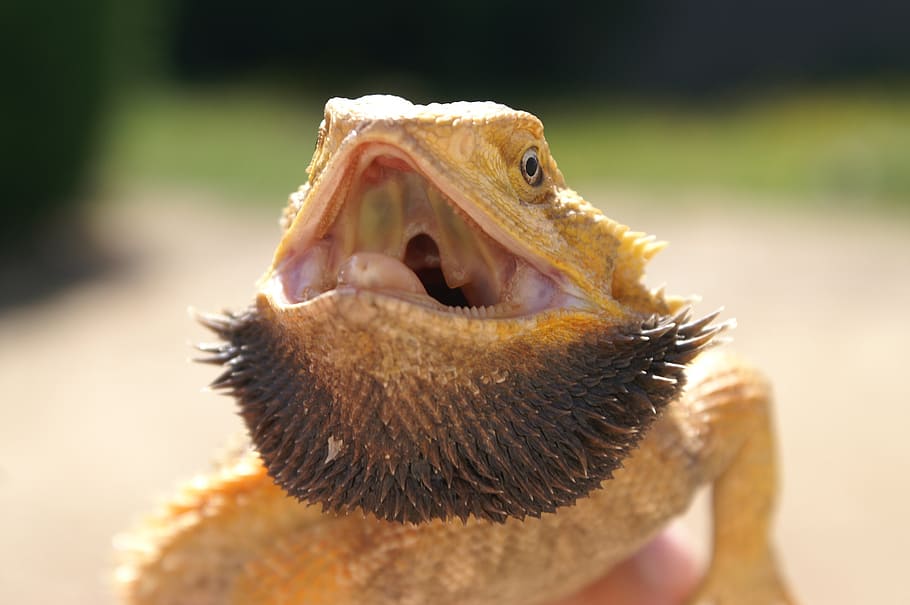 pogona, reptile, lizard, animal, nature, wildlife, animal themes HD wallpaper