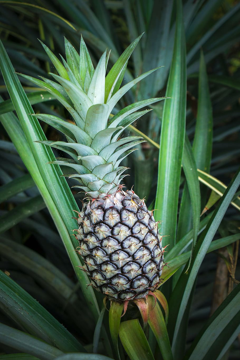 Pineapple fruit on plant during daytime, tropical, summer, food