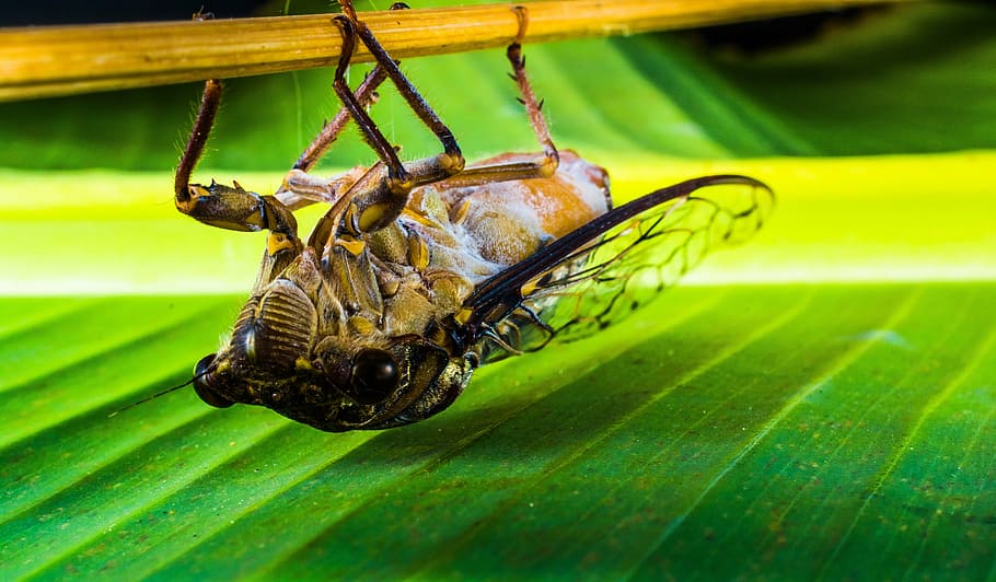 insect, new insect, whopper, close, animal themes, animal wildlife HD wallpaper