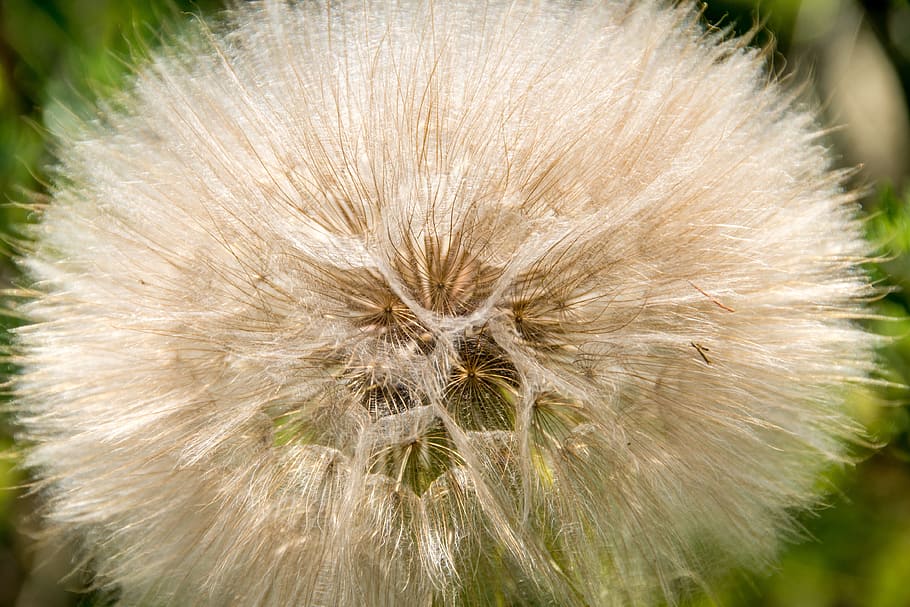 Dandelion, Sunlight, Park, White, green, landscape, nature HD wallpaper