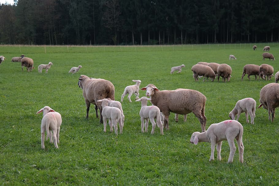 Sheep, Flock, Lambs, domestic sheep, ovis orientalis aries, HD wallpaper