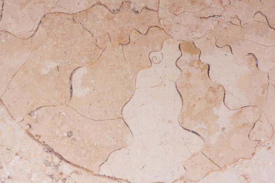 petrification, fossil nautilus, solnhofen limestone slabs, jura, HD wallpaper
