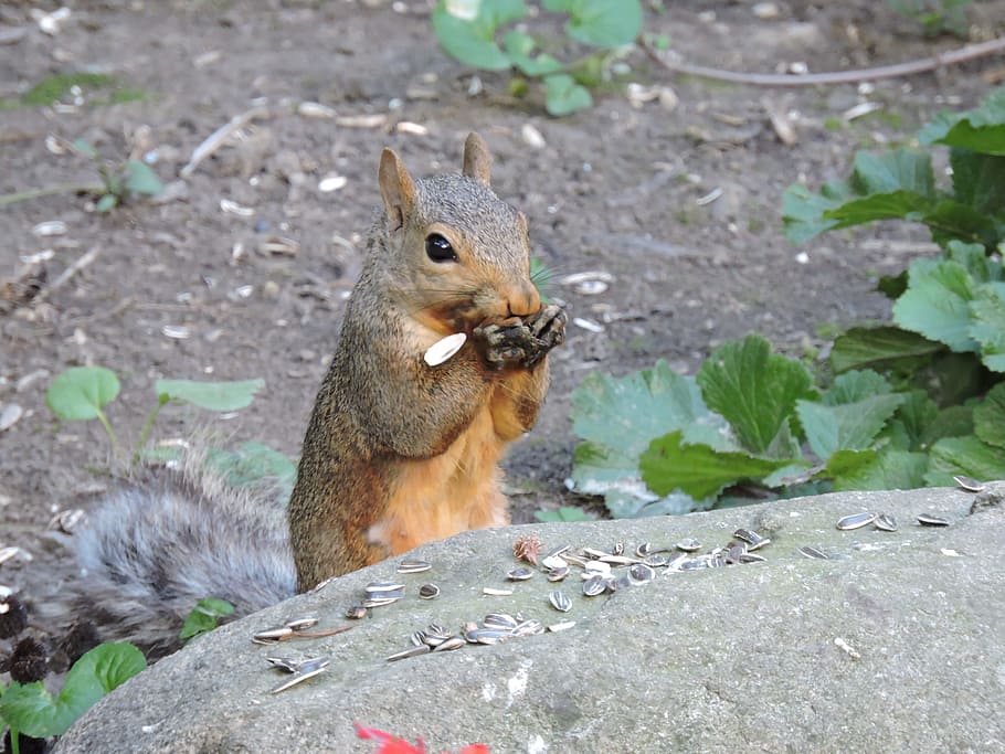 Gray Squirrel, Squirrels, wildlife, nature, animal, rodent HD wallpaper