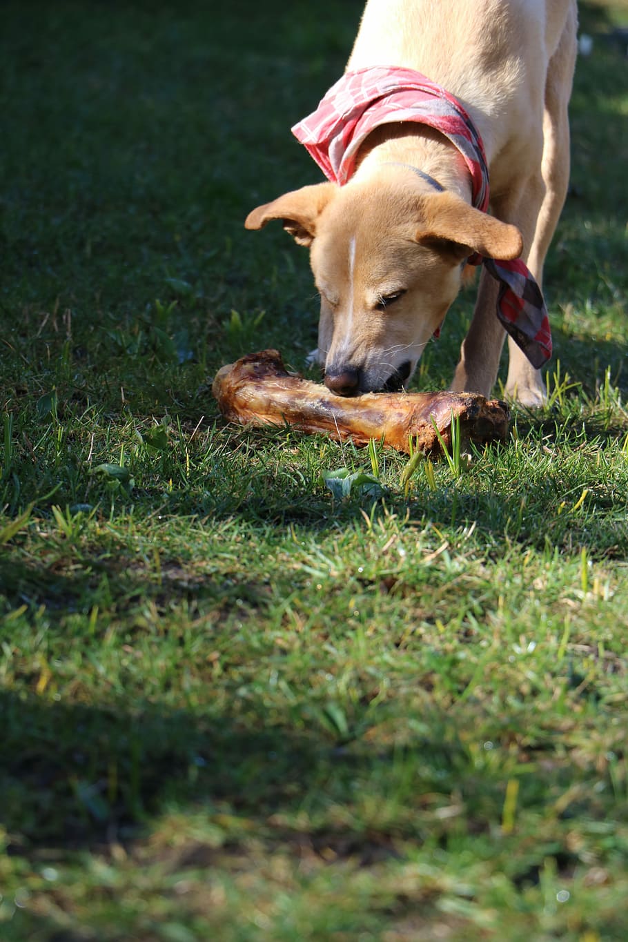 dog, bone, meadow, domestic animals, mammal, pets, animal themes HD wallpaper