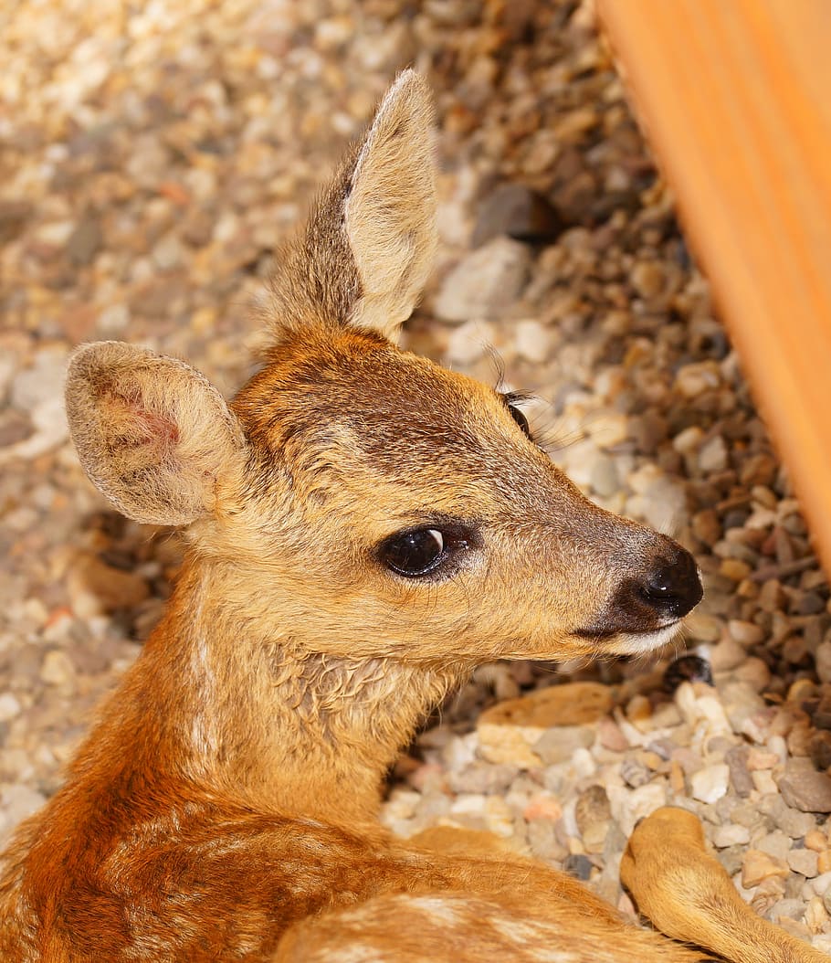 brown deer sitting on pebble stones, fawn, young, small, sweet HD wallpaper