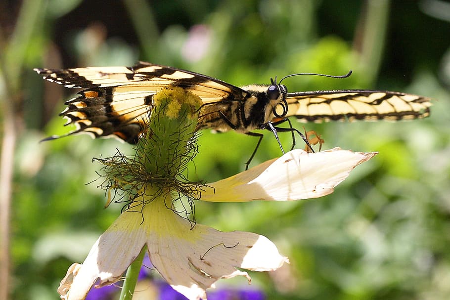 Butterfly, Insect, Nature, Spring, wildlife, wings, natural HD wallpaper