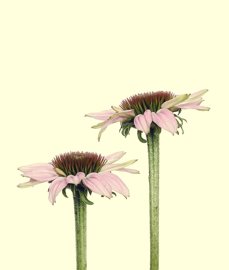 two pink flowers, echinacea, blossom, bloom, summer, nature HD wallpaper