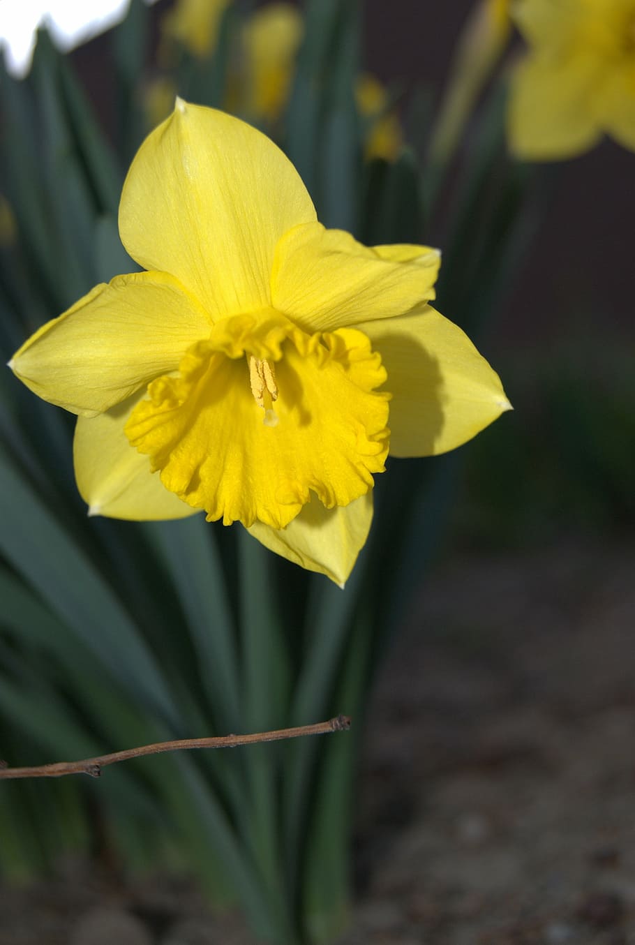 daffodil, flowers, spring, yellow, nature, plant, petal, flower Head HD wallpaper