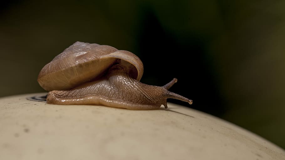 selective focus photography of brown snail, depth of fieldphotography of snail HD wallpaper
