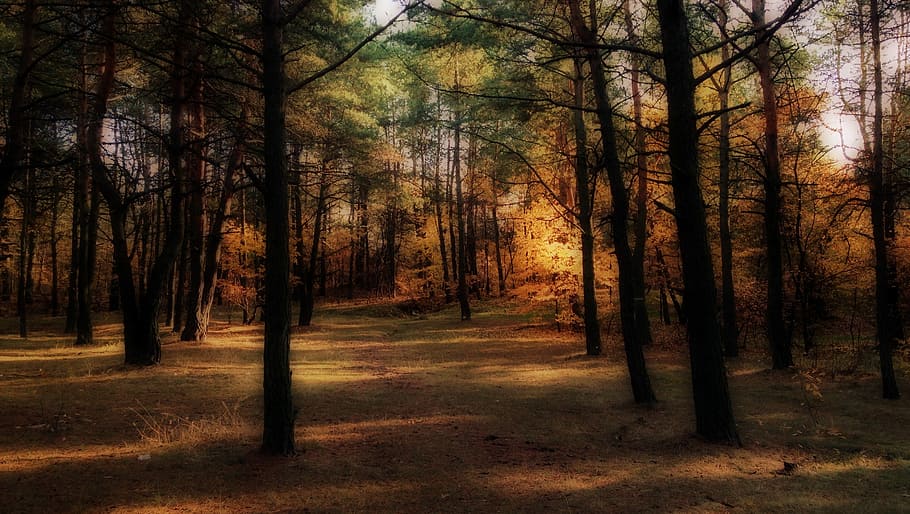 Autumn, Forest, Colors, Light, Landscape, nature, tree, tree trunk HD wallpaper