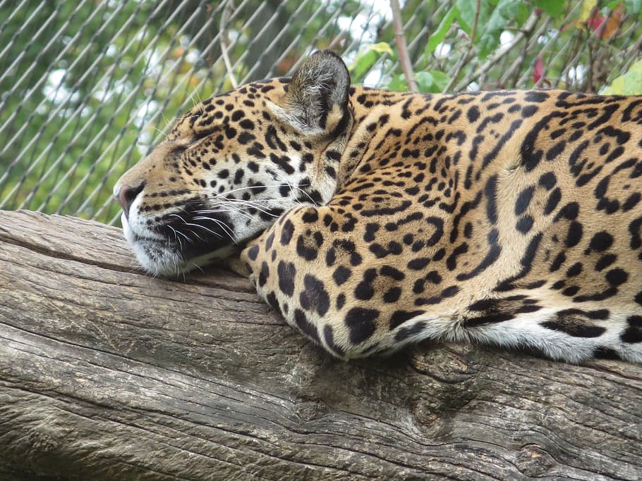 leopard, wildcat, big cat, botswana, africa, safari, national park HD wallpaper