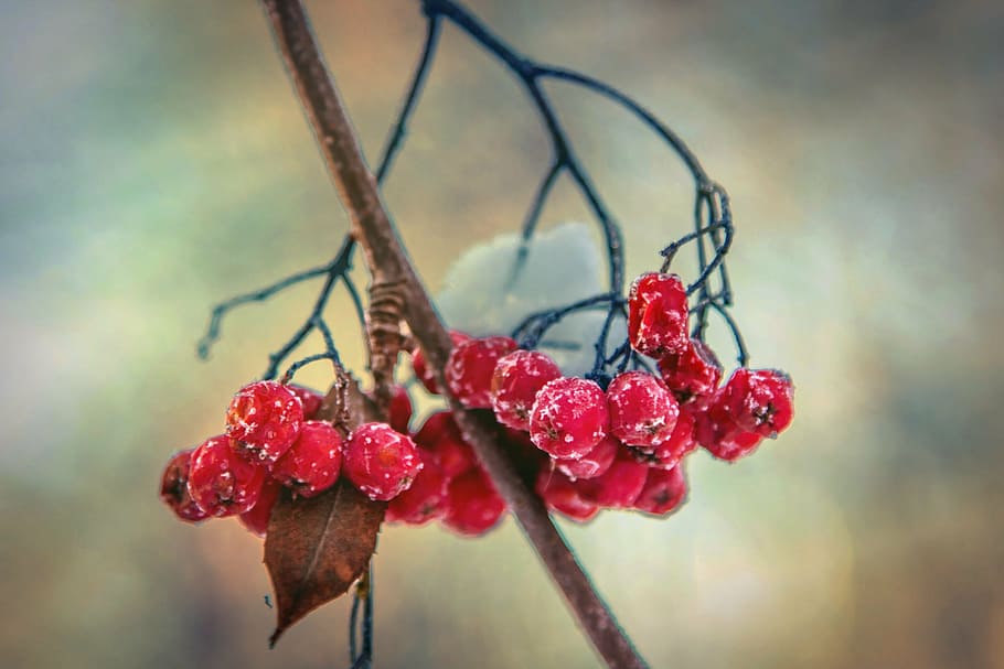 selective focus photography of red berries, rowan, winter, snow HD wallpaper