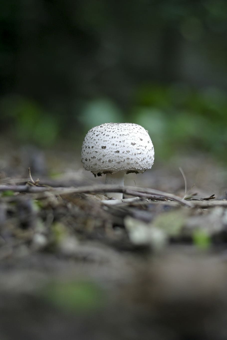 close-up, ground, macro, mushroom, soil, toadstool, fungus HD wallpaper