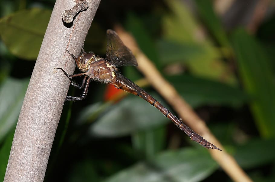 dragonfly, insect, red, nature, outside, macro, close-up, tree HD wallpaper
