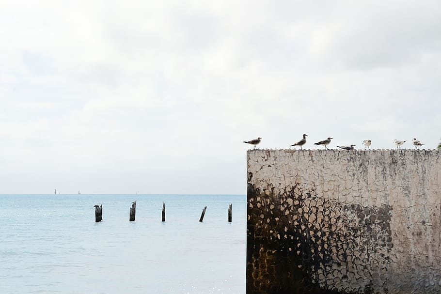 flock of birds on building edge under cloudy sky, seagull, near HD wallpaper