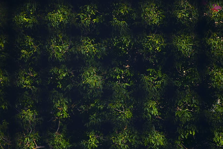 green, pattern, background, texture, design, background pattern HD wallpaper