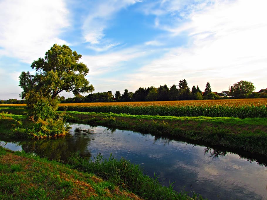 meadow, water, tree, field, sky, nature, landscape, the brook HD wallpaper