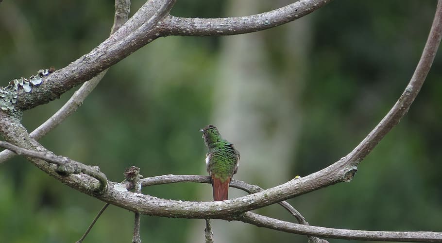 image, hummingbird, chupaflor, trunks, landscape fauna, colombia HD wallpaper
