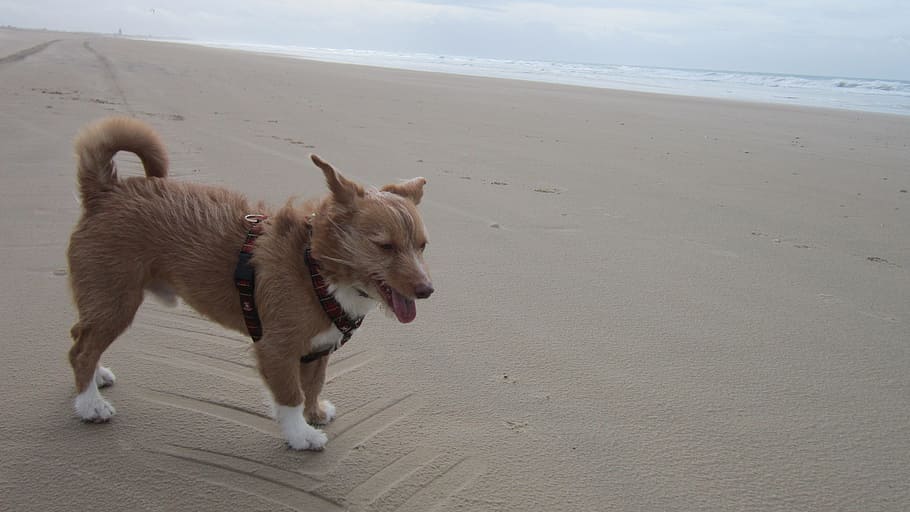 toddy, animals, perr, pets, dog, mammals, love animals, nature HD wallpaper