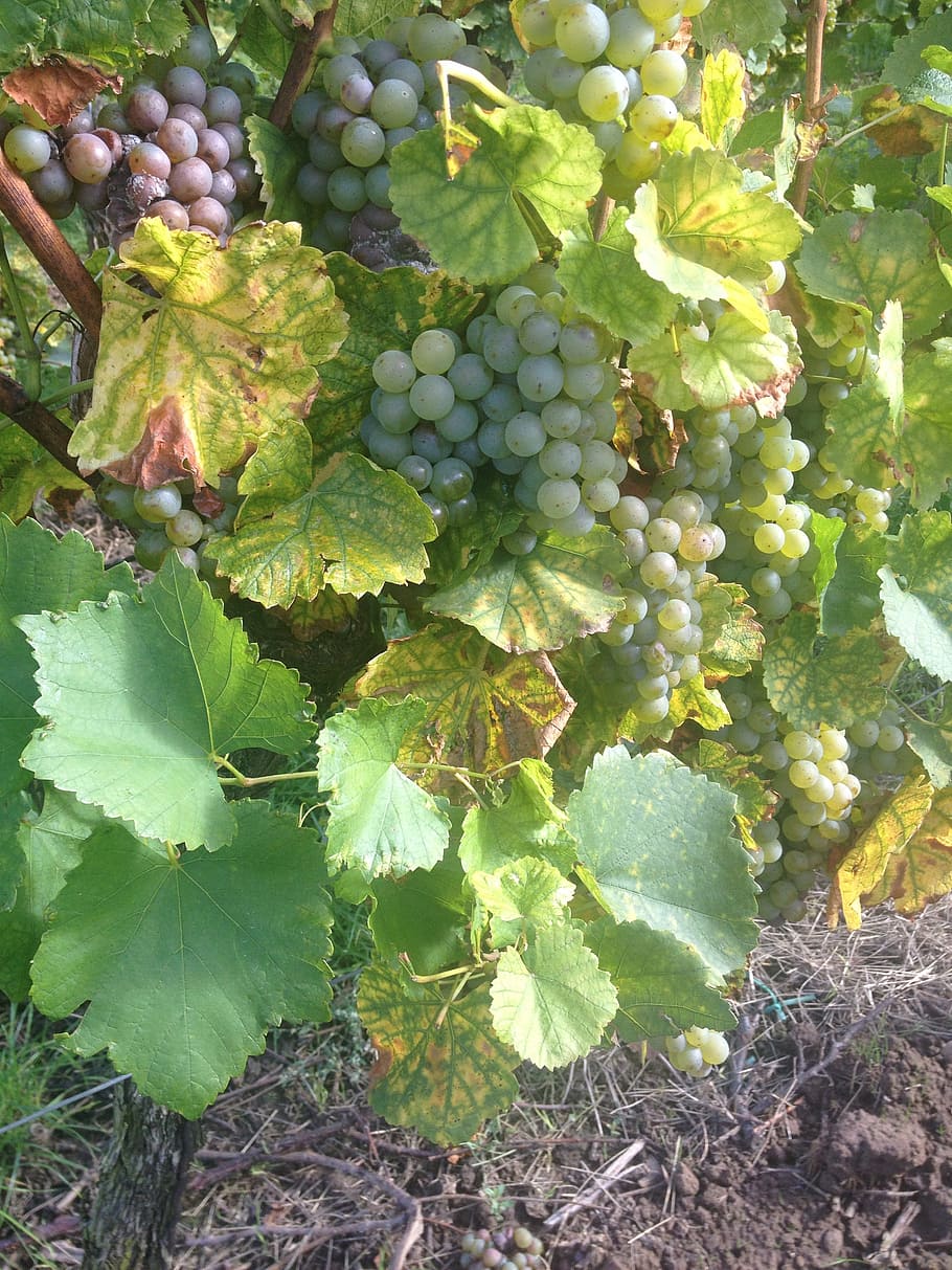 wine, grapes, winegrowing, vine, agriculture, vineyard, fruit HD wallpaper