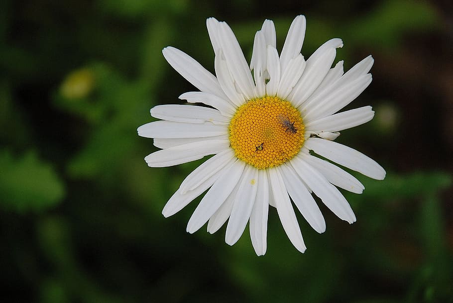 daisy, flower, spring, marguerite, plant, bloom, blossom, colorful HD wallpaper
