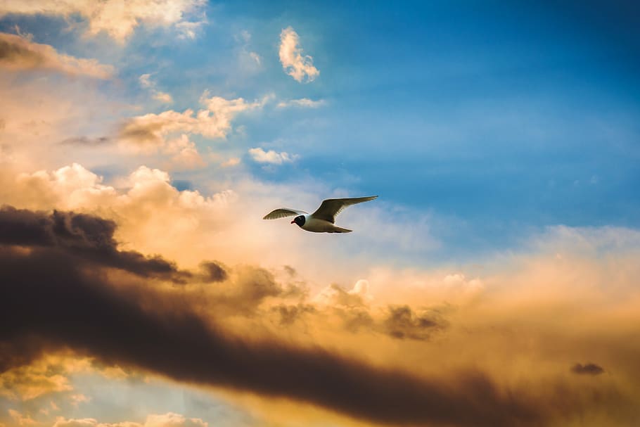 white and black bird flying on sky, wings, sunset, animals in the wild HD wallpaper
